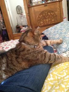 zeus-ready-for-a-nap